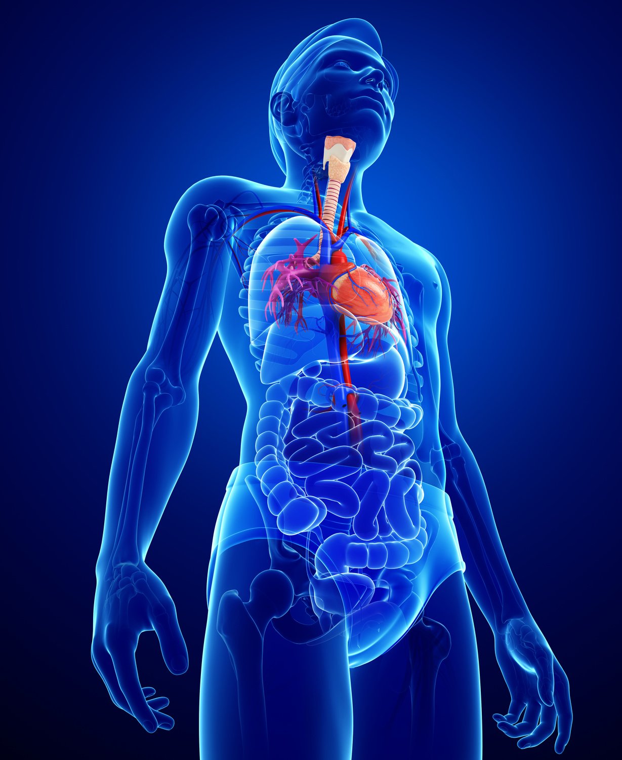 Male heart anatomy